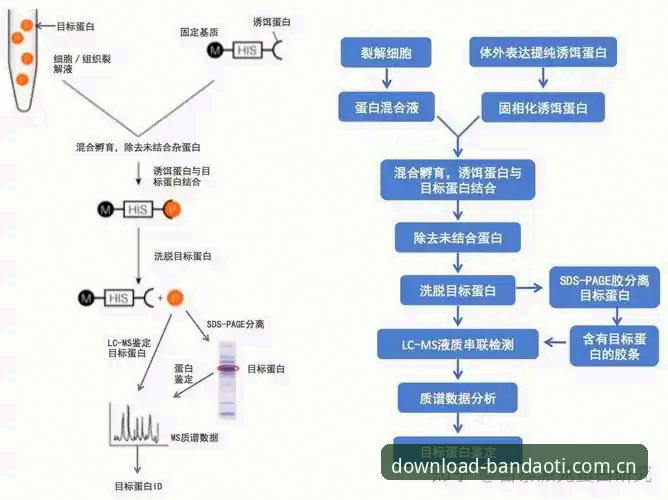 半岛体育下载地址 深入解析半岛体育下载的5个关键维度:从安全验证到全平台适配的完整指南